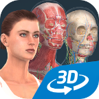 人类构造3DHuman body (female)